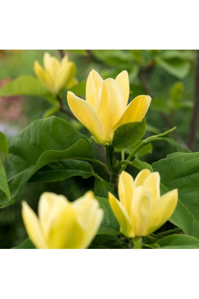 Магнолія гібридна жовта